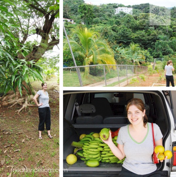 woman in fruit orchard in Puerto Rico